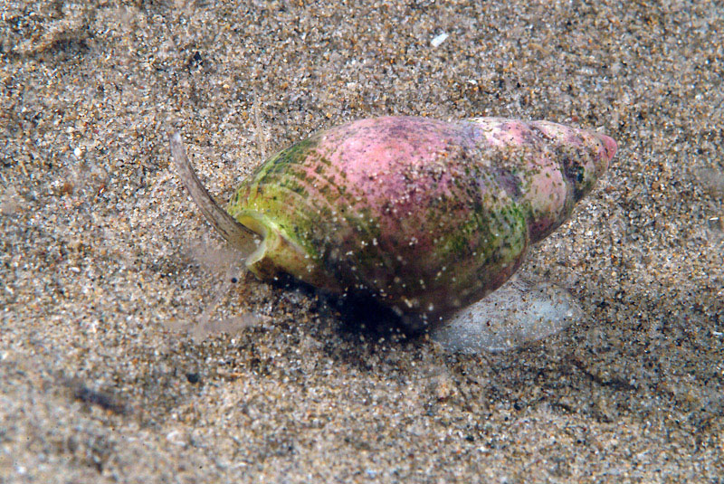 Nassarius mutabilis